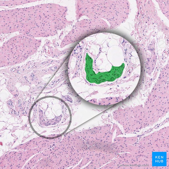 Branch of peripheral nerve (Ramus nervi peripheralis); Image: 