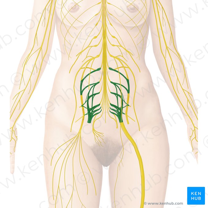 Plexo sacral (Plexus sacralis); Imagem: Begoña Rodriguez