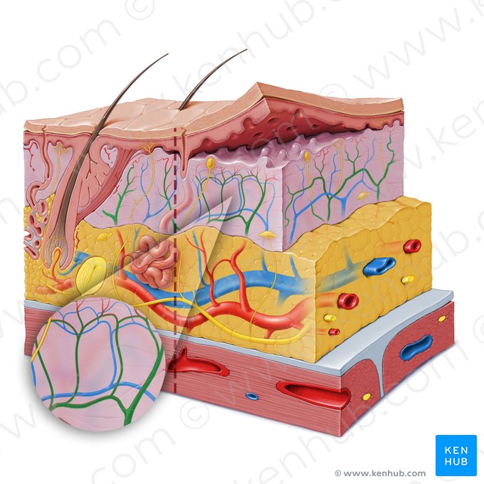 Dermal arterial network (Rete arteriosum dermale); Image: Paul Kim
