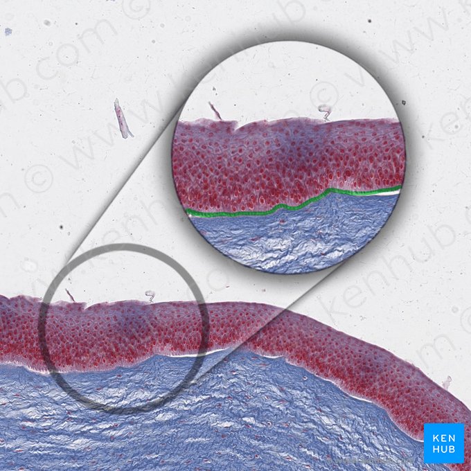 Anterior limiting membrane of cornea (Lamina limitans anterior corneae); Image: 