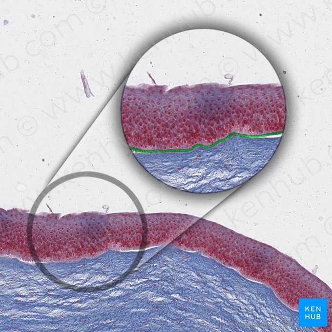 Lamina limitans anterior corneae (Bowman-Membran); Bild: 