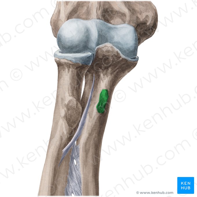 Tuberosidade da ulna (Tuberositas ulnae); Imagem: Yousun Koh