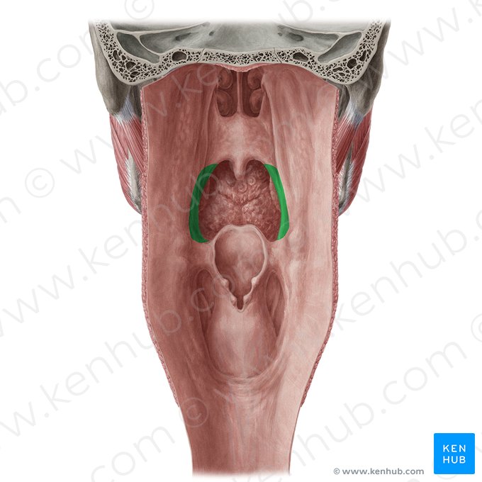 Palatopharyngeal arch (Arcus palatopharyngeus); Image: Yousun Koh