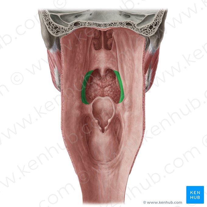 Arco palatofaríngeo (Arcus palatopharyngeus); Imagen: Yousun Koh