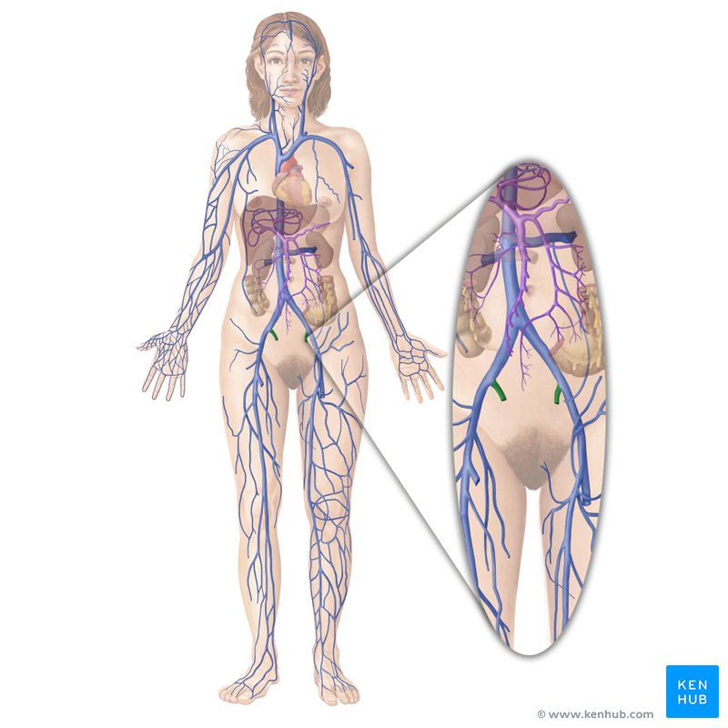 Internal iliac vein (Vena iliaca interna)