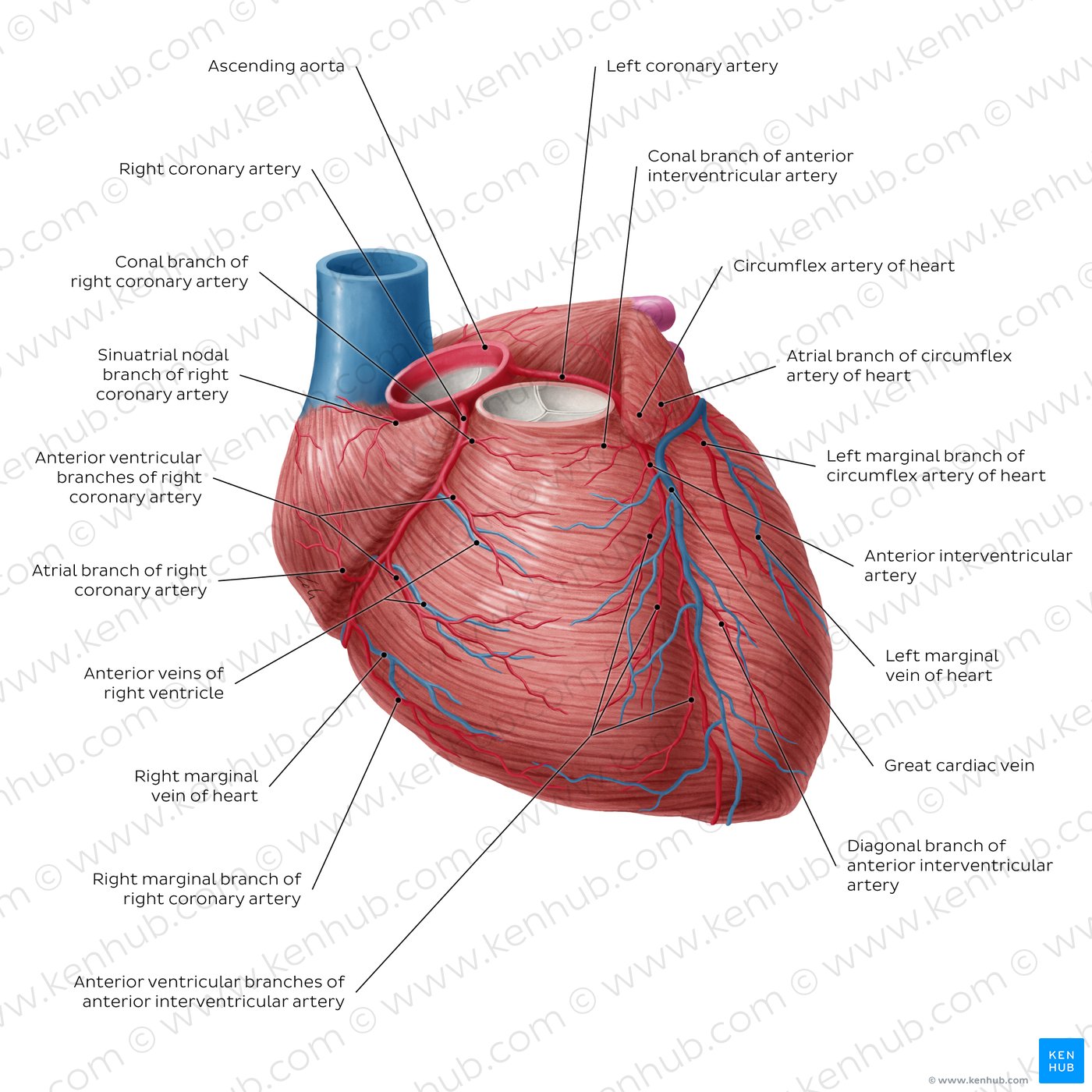 Coronary circulation anterior view (diagram)