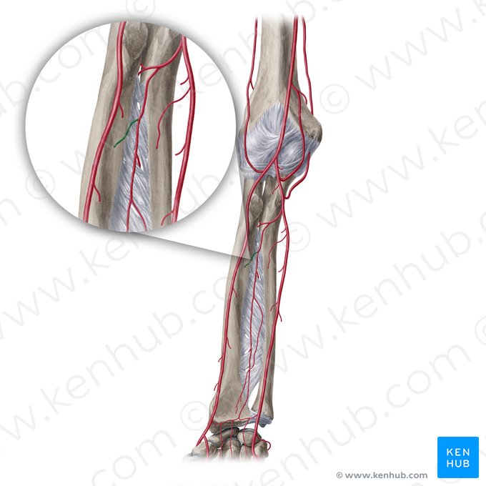 Arteria nutricia del radio (Arteria nutrica radii); Imagen: Yousun Koh