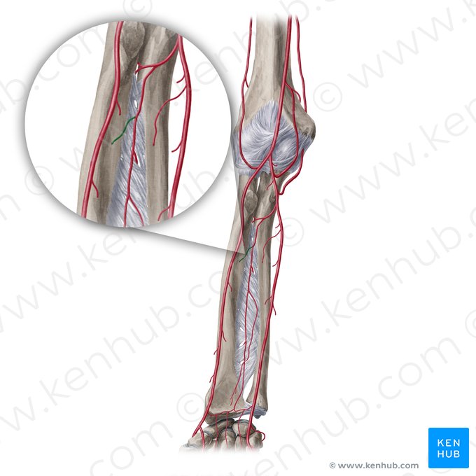 Arteria nutrica radii (Ernährungsarterie der Speiche); Bild: Yousun Koh