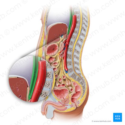 Oesophagus (Speiseröhre); Bild: Paul Kim