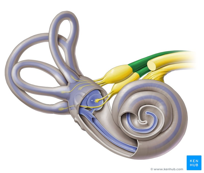 Vestibular nerve - ventral view