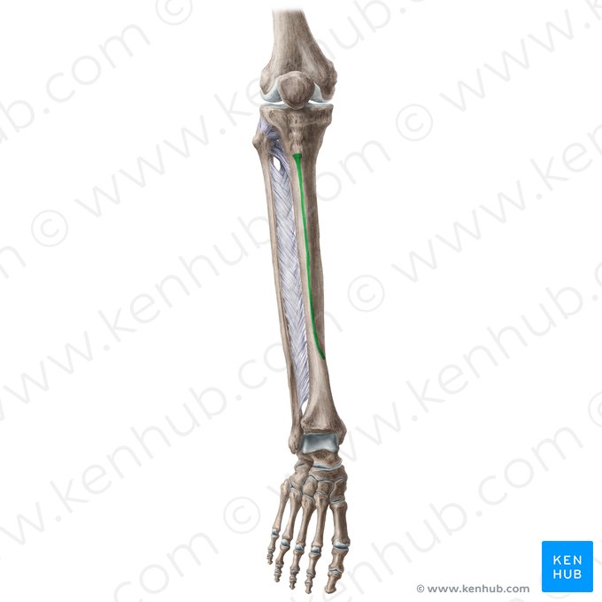 Anterior border of tibia (Margo anterior tibiae); Image: Liene Znotina