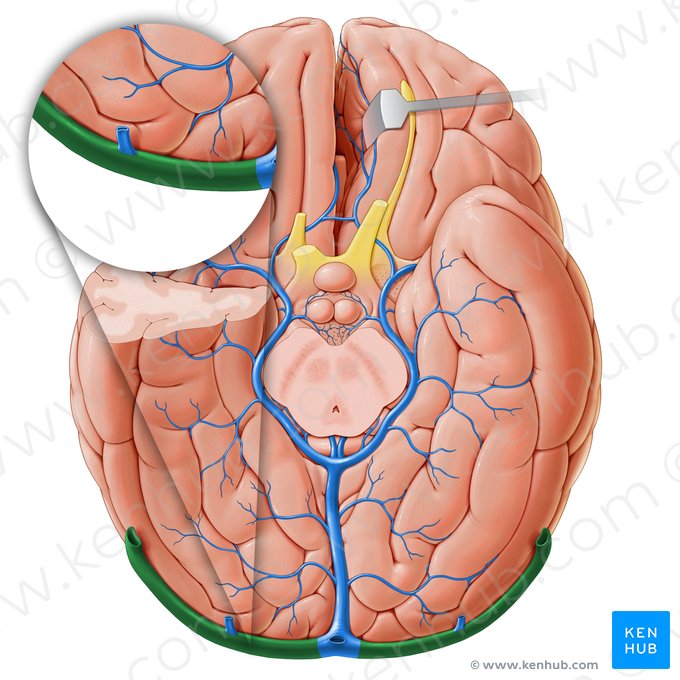 Transverse sinus (Sinus transversus); Image: Paul Kim