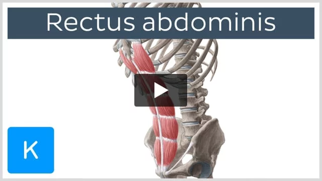 Abdominal muscle, Description, Functions, & Facts