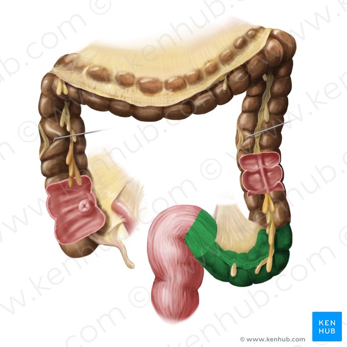 Colon sigmoideo (Colon sigmoideum); Imagen: Begoña Rodriguez