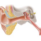 Auditory pathway