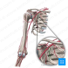 Pectoral branches of thoracoacromial artery (Rami pectorales arteriae thoracoacromialis); Image: Yousun Koh