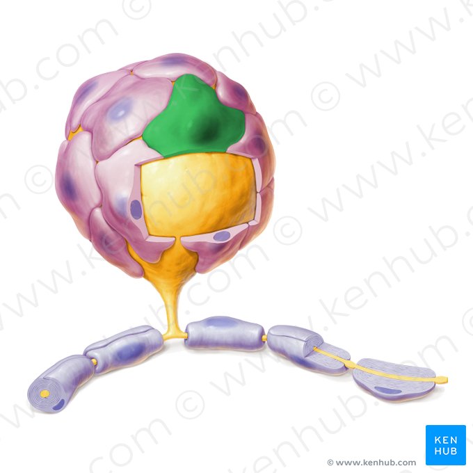 Gliocytus ganglionicus (Satellitenzelle); Bild: Paul Kim