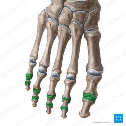 Interphalangeal joints of foot (Articulationes interphalangeae pedis); Image: Liene Znotina