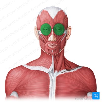 Músculo orbicular del ojo (Musculus orbicularis oculi); Imagen: Irina Münstermann