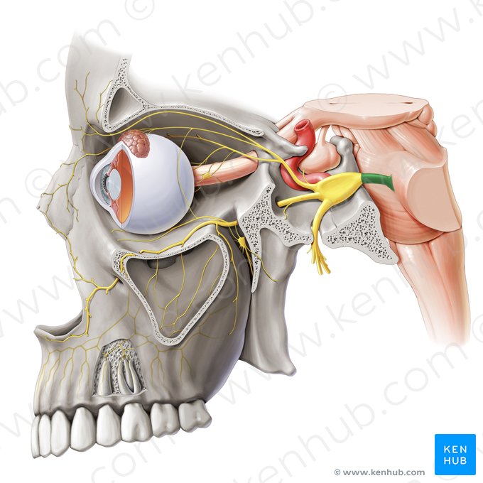 Raíz sensitiva del nervio trigémino (Radix sensoria nervi trigemini); Imagen: Paul Kim