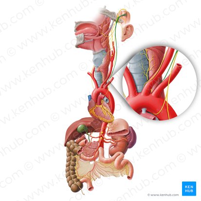 Rameaux cardiaques cervicaux inférieurs du nerf vague (Ramus cardiacus cervicalis inferior nervi vagi); Image : Paul Kim