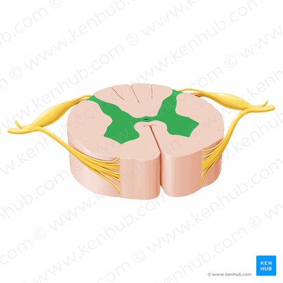 Substantia grisea (Graue Substanz); Bild: Paul Kim