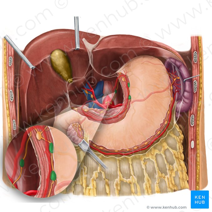 Left gastric lymph nodes (Nodi lymphoidei gastrici sinistri); Image: Begoña Rodriguez