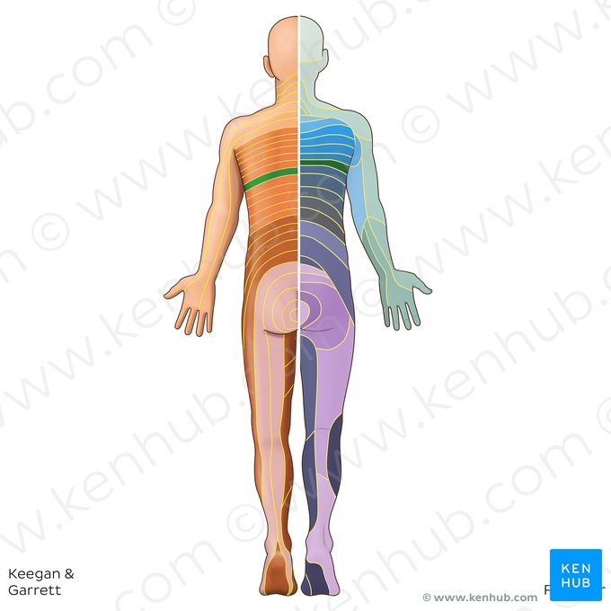 T7 dermatome (Dermatoma T7); Image: Irina Münstermann