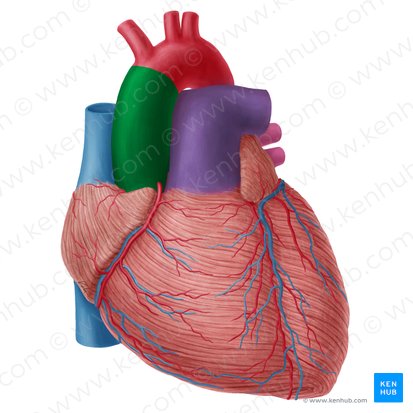 Aorta ascendens (Aufsteigende Aorta); Bild: Yousun Koh