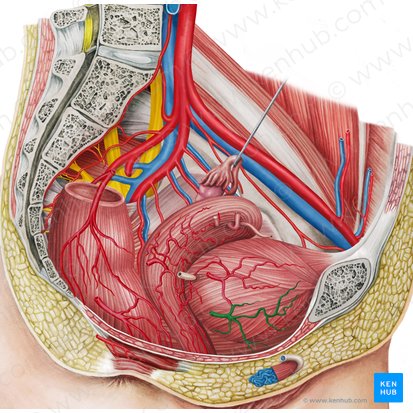 Right inferior vesical artery (Arteria vesicalis inferior dextra); Image: Irina Münstermann