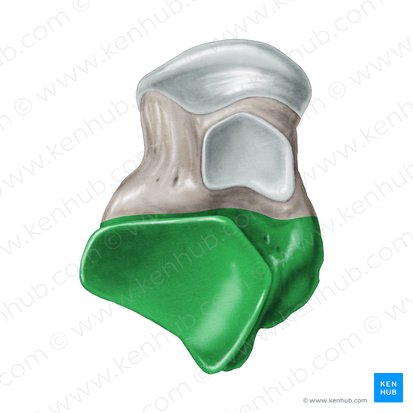 Cuerpo del talus (Corpus ossis tali); Imagen: Samantha Zimmerman