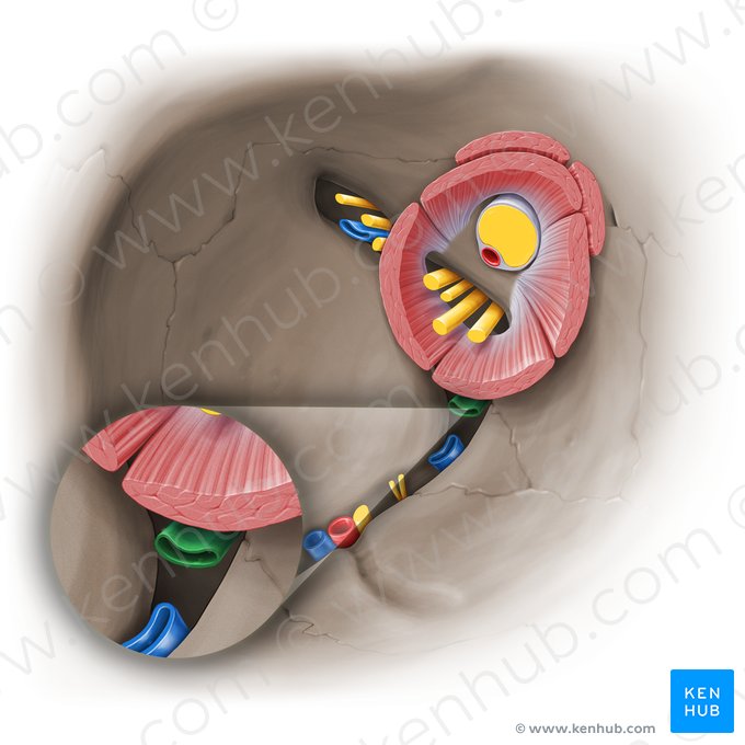 Ramo superior da veia oftálmica inferior (Ramus superior venae ophthalmicae inferioris); Imagem: Paul Kim