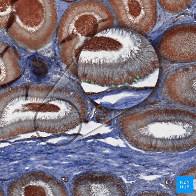 Células tronco basales; Imagen: 