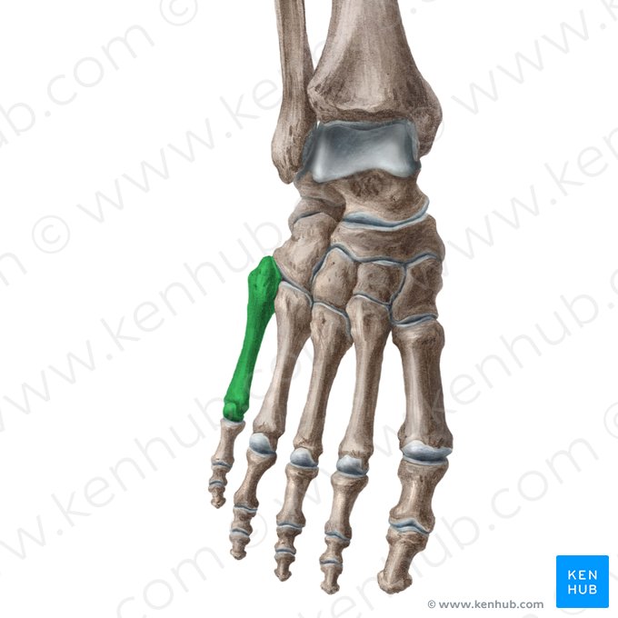 5th metatarsal bone (Os 5 metatarsi); Image: Liene Znotina