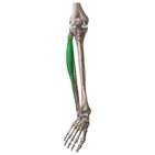 Músculo fibular longo