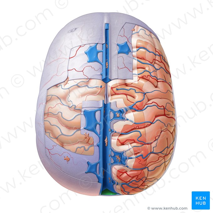 Confluência dos seios (Confluens sinuum); Imagem: Paul Kim