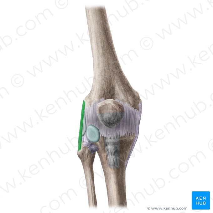 Ligamento colateral fibular de la articulación de la rodilla (Ligamentum collaterale fibulare genus); Imagen: Liene Znotina