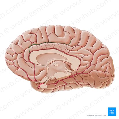 Callosomarginal artery (Arteria callosomarginalis); Image: Paul Kim