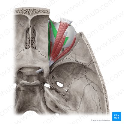 Superior oblique muscle (Musculus obliquus superior); Image: Yousun Koh