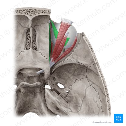 Músculo oblíquo superior (Musculus obliquus superior); Imagem: Yousun Koh