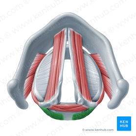 Musculus cricoarytenoideus posterior (Hinterer Ringknorpel-Stellknorpel-Muskel); Bild: Paul Kim