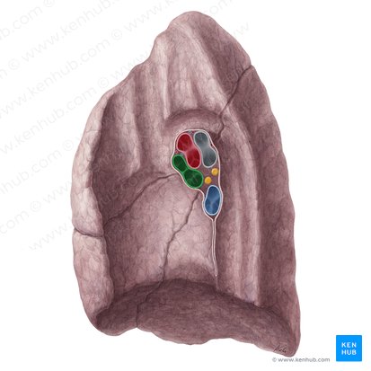 Vena pulmonar superior derecha (Vena pulmonalis superior dextra); Imagen: Yousun Koh