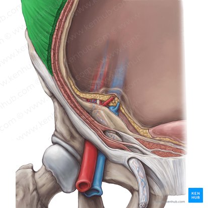 Musculus obliquus externus abdominis (Äußerer schräger Bauchmuskel); Bild: Hannah Ely