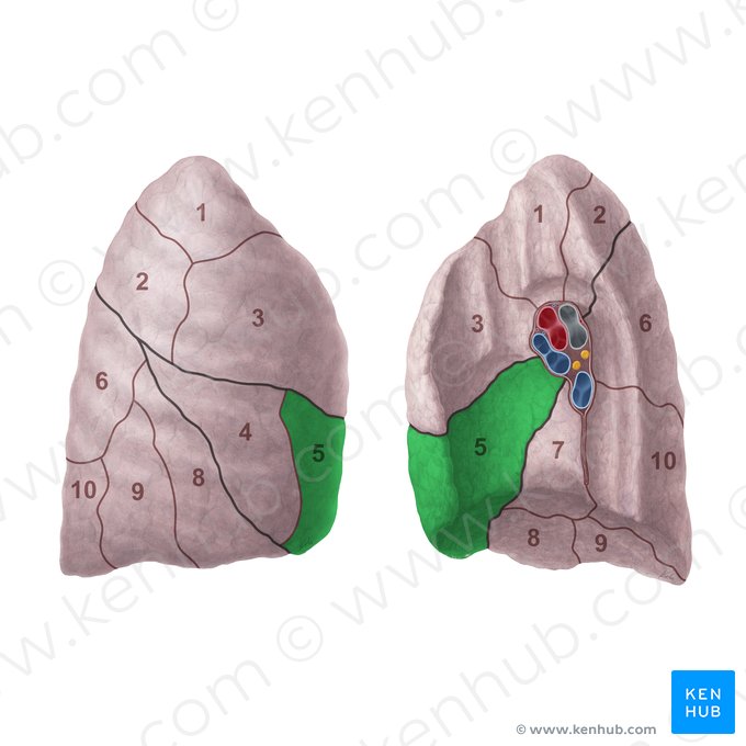 Segmento medial del pulmón derecho (Segmentum mediale pulmonis dextri); Imagen: Paul Kim