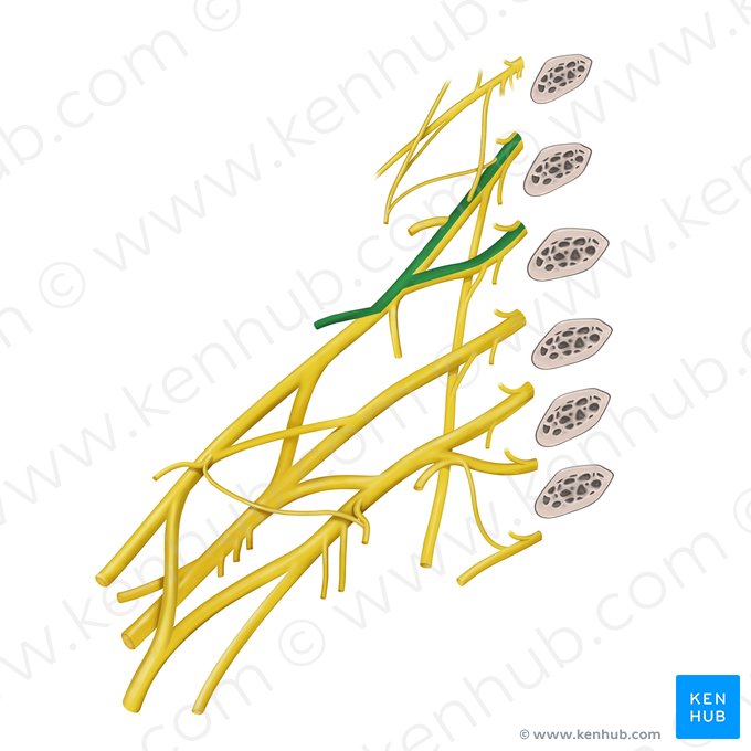 Suprascapular nerve (Nervus suprascapularis); Image: Begoña Rodriguez