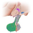Adenohypophyse