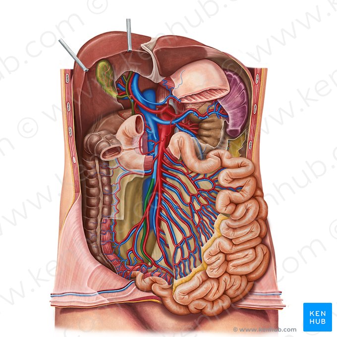 Veia ileocólica (Vena ileocolica); Imagem: Irina Münstermann