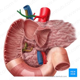 Arteria hepatica propria (Leberarterie); Bild: Begoña Rodriguez