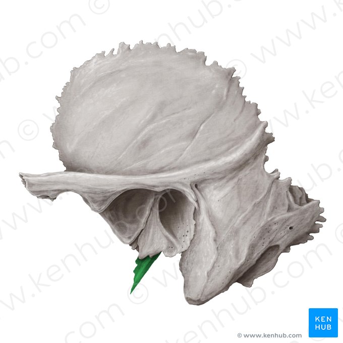 Proceso estiloides del hueso temporal (Processus styloideus ossis temporalis); Imagen: Samantha Zimmerman