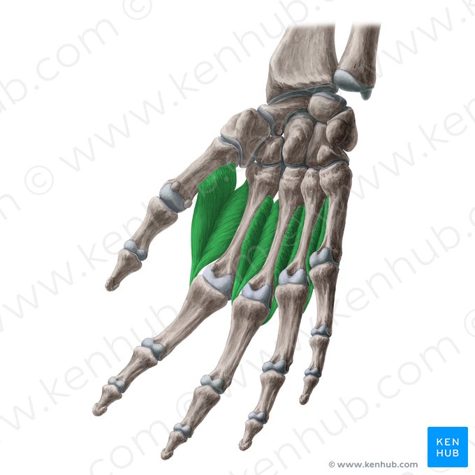 Músculos interósseos dorsais da mão (Musculi interossei dorsales manus); Imagem: Yousun Koh